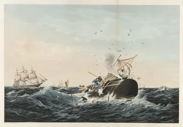 The Whale Fishery - The Sperm Whale 